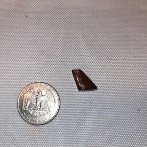 Rare Unique Fossil Whale Bone Cabochon from South Carolina